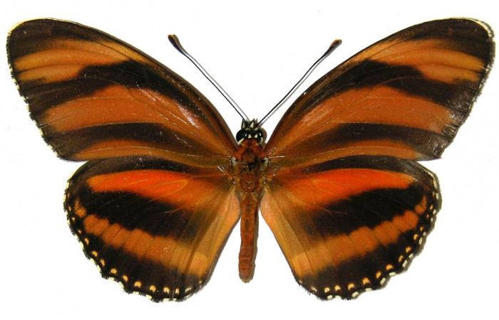 Figura 1. Adulto de <i>Dryadula phaetusa</i> (Nymphalidae), vista dorsal, localidad Pasmompa, Sector Pitilla ACG (440m). Voucher: 05-SRNP-31197-DHJ308584.jpg.