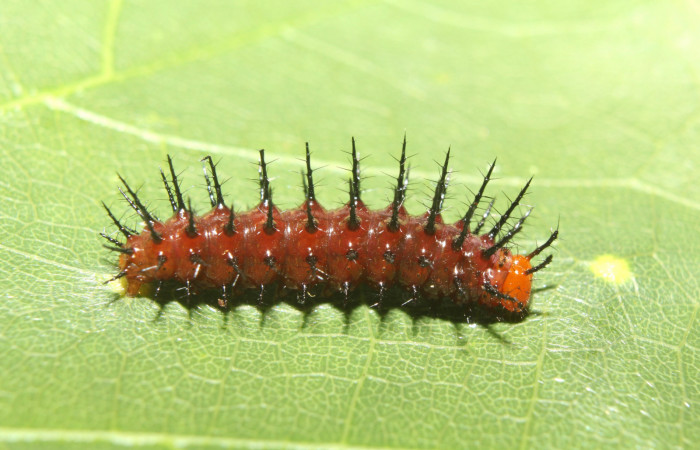 Figura 2. Larva <i>Dryadula phaetusa</i> (Nymphalidae), penúltimo estadío (PU) vista dorsal, localidad Pamompa, Sector Pitilla ACG (440m). Voucher: 17-SRNP-70359-DHJ733676.jpg.