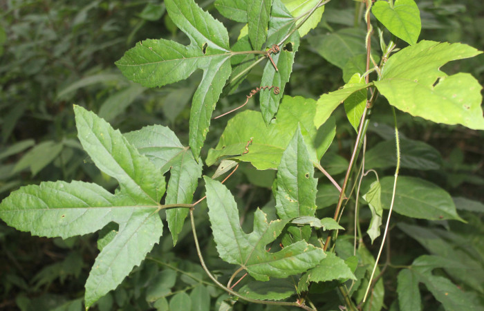 Figura 11. Planta hospedera de <i>Dryadula phaetusa</i> (Nymphalidae), esta planta se llama <i>Passiflora biflora</i> (Passifloraceae), localidad Medrano Estación Biológica Quica, Sector Pitilla ACG (380m), foto: Ricardo Calero 22 Setiembre 2022.