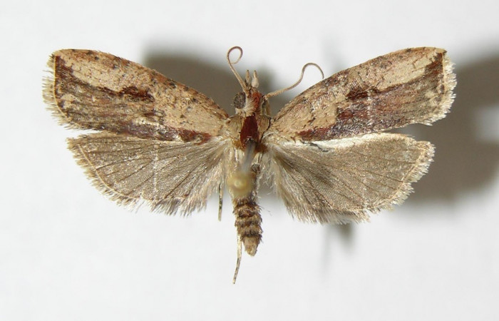 Fig. 10. Vista dorsal de hembra de <i>Sparganocosma docsturnerorum</i> (Tortricidae). Voucher: 01-SRNP-23411.11-DHJ339100.jpeg