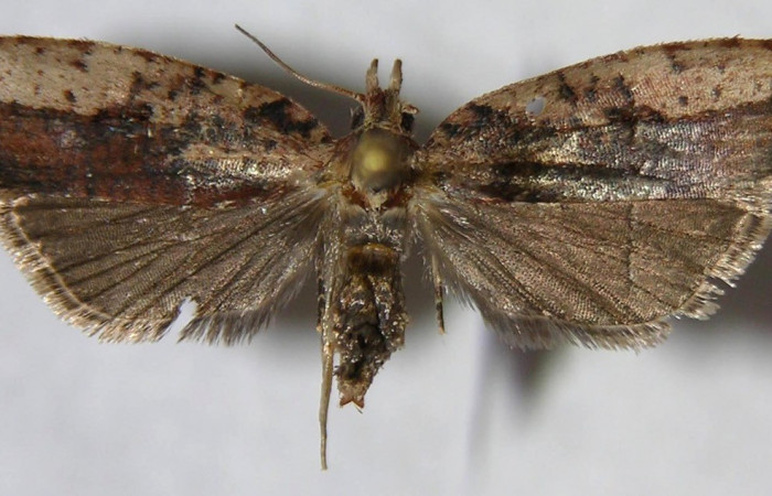 Fig. 12. Vista dorsal de <i>Sparganocosma docsturnerorum</i> (Tortricidae). Voucher: 06-SRNP-44494-DHJ367800.jpeg