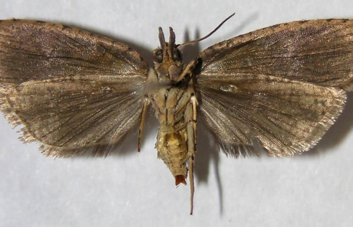 Fig. 13. Vista ventral de <i>Sparganocosma docsturnerorum</i> (Tortricidae). Voucher 06-SRNP-44494-DHJ367801.jpeg