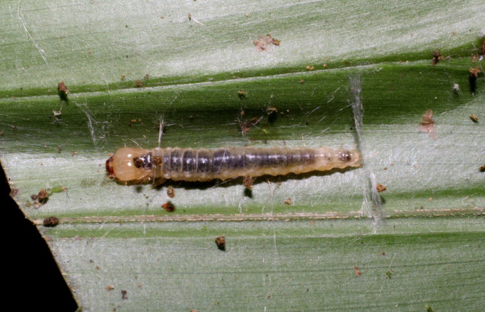 Fig. 2. Vista dorsal de larva <i>Sparganocosma docsturnerorum</i> (Tortricidae). Voucher: 06-SRNP-44496-DHJ420930.jpg       
