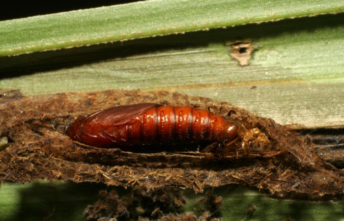 Fig. 6. Vista lateral de la pupa de <i>Sparganocosma docsturnerorum</i> (Tortricidae). Voucher: 07-SRNP-40048-DHJ418834.jpg