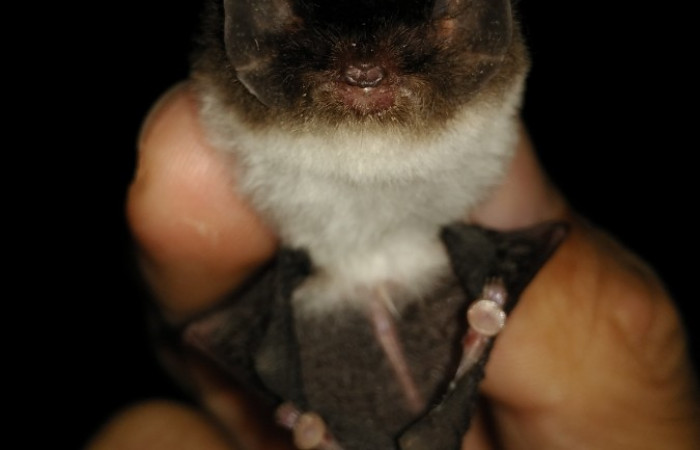 Limón, El Peje, Bajo Chirripó, Comunidad Indígena Zeledón.  2021  Foto: Diego Salas Solano