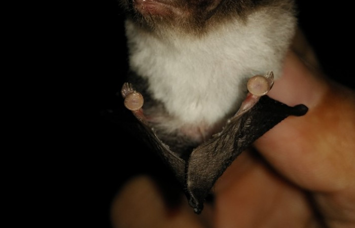 Limón, El Peje, Bajo Chirripó, Comunidad Indígena Zeledón.  2021  Foto: Diego Salas Solano