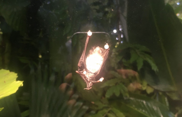 Ventosas de Thyroptera tricolor Estación Biológica Tirimbina Fuente Bernal Rodíguez 2018