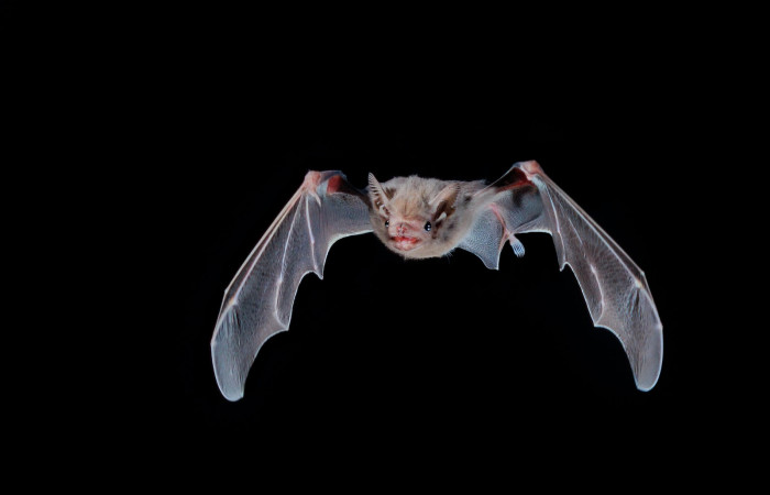 Josh Hydeman / Bat Conservation International