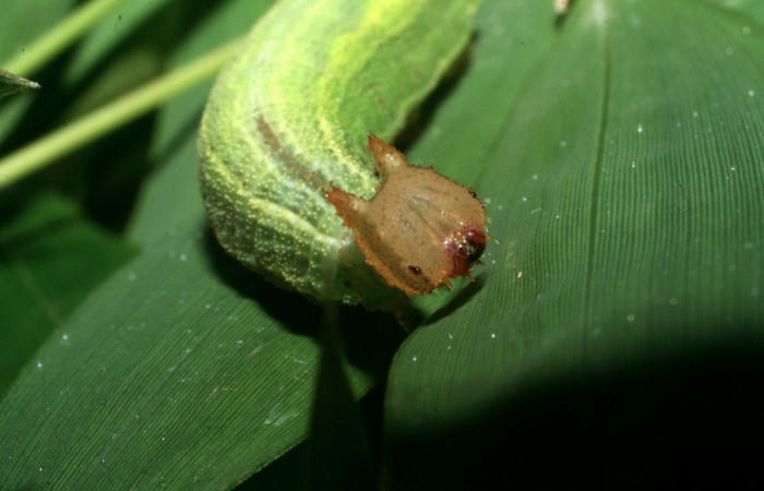 Figura 1. Larva <i>Taygetis salvini</i>, Nymphalidae, cuarto estadio posición frontal la cabeza, planta hospedera <i>Rhipidocladum racemiflorum</i> (Poaceae). Mide 35 mm aproximadamente. Voucher: 11-SRNP-65595-DHJ497469.jpg.