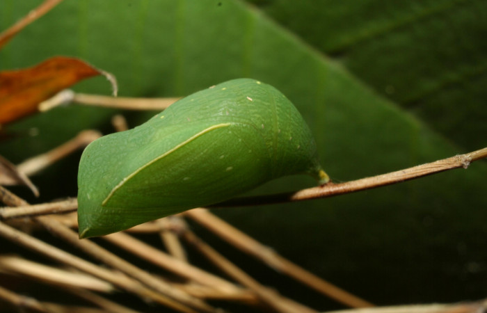 Figura 12. Estado de pupa <i>Taygetis salvini</i>, Nymphalidae, posición lateral, en larva su planta hospedera <i>Rhipidocladum racemiflorum</i> (Poaceae). Mide 14 mm aproximadamente. Voucher: 12-SRNP-70392-DHJ495090.jpg.