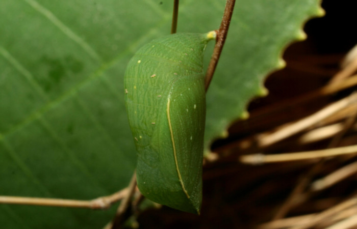 Figura 13. Estado de pupa <i>Taygetis salvini</i>, Nymphalidae, posición lateral, en larva su planta hospedera <i>Rhipidocladum racemiflorum</i> (Poaceae). Mide 14 mm aproximadamente. Voucher: 12-SRNP-70392-DHJ495089.jpg.