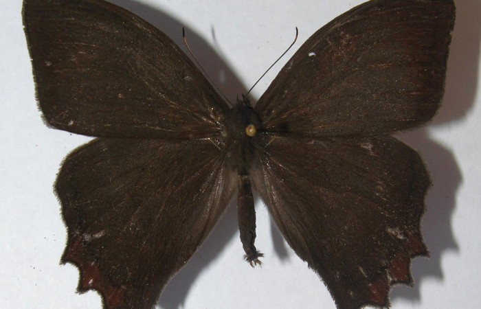 Figura 14. Adulto <i>Taygetis salvini</i>, Nymphalidae, posición dorsal, Mide 54 mm aproximadamente. 11-SRNP-33490- DHJ556244.