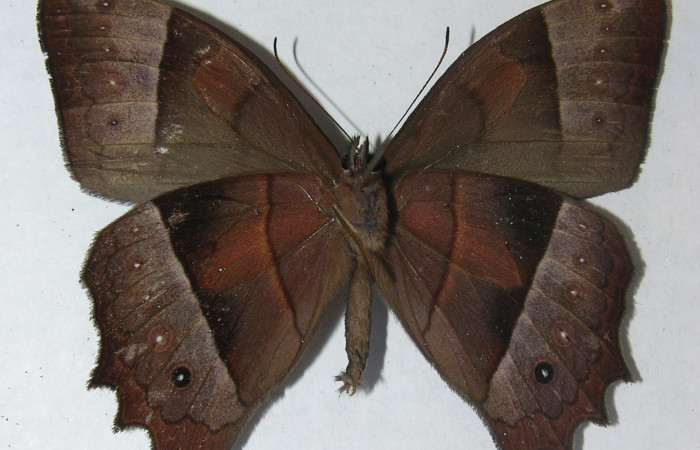 Figura 15. Adulto <i>Taygetis salvini</i>, Nymphalidae, posición ventral, Mide 54 mm aproximadamente. 11-SRNP-33490- DHJ556245.