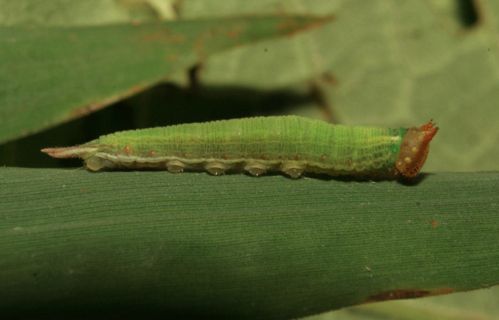 Figura 3. Larva <i>Taygetis salvini</i>, Nymphalidae, tercer estadio posición lateral, planta hospedera <i>Rhipidocladum racemiflorum</i> (Poaceae). Mide 15 mm aproximadamente. Voucher: 11-SRNP-33490-DHJ484957.jpg.