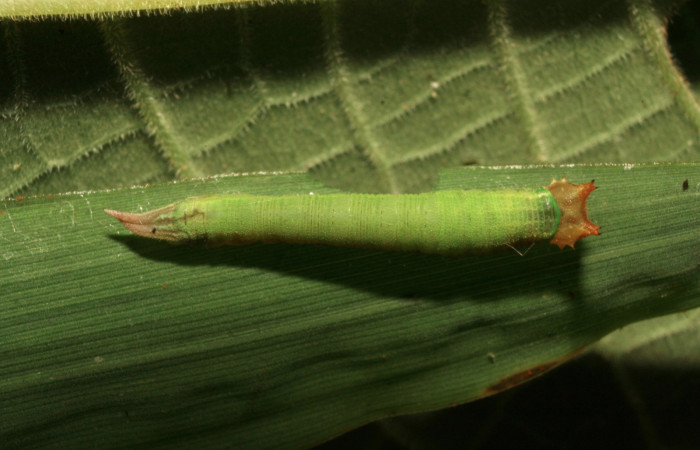 Figura 4. Larva <i>Taygetis salvini</i>, Nymphalidae, tercer estadio posición dorsal, planta hospedera <i>Rhipidocladum racemiflorum</i> (Poaceae). Mide 15 mm aproximadamente. Voucher: 11-SRNP-33490-DHJ484954.jpg.