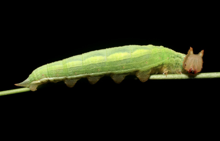 Figura 5. Larva <i>Taygetis salvini</i>, Nymphalidae, cuarto estadio posición lateral, planta hospedera Rhipidocladum racemiflorum (Poaceae). Mide 35 mm aproximadamente. Voucher: 11-SRNP-65595-DHJ497463.jpg.