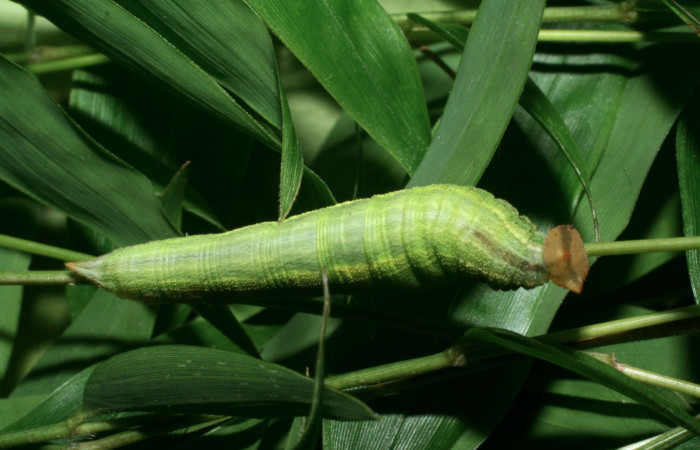 Figura 6. Larva <i>Taygetis salvini</i>, Nymphalidae, cuarto estadio posición dorsal, planta hospedera <i>Rhipidocladum racemiflorum</i> (Poaceae). Mide 35 mm aproximadamente. Voucher: 11-SRNP-65595-DHJ497464.jpg.