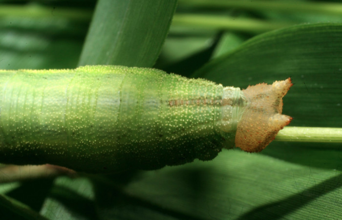Figura 7. Larva <i>Taygetis salvini</i>, Nymphalidae, cuarto estadio posición dorsal cabeza, planta hospedera <i>Rhipidocladum racemiflorum</i> (Poaceae). Mide 35 mm aproximadamente. Voucher: 11-SRNP-65595-DHJ497466.jpg.