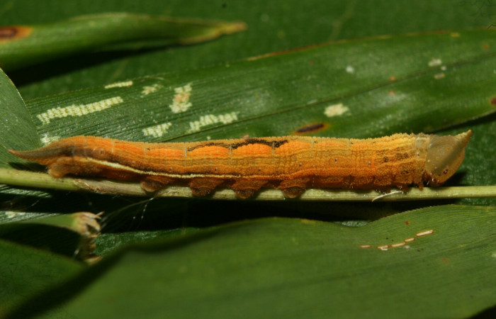 Figura 8. Larva <i>Taygetis salvini</i>, Nymphalidae, último estadio posición lateral, planta hospedera <i>Rhipidocladum racemiflorum</i> (Poaceae). Mide 37 mm aproximadamente. Voucher: 12-SRNP-71988-DHJ495738.jpg.