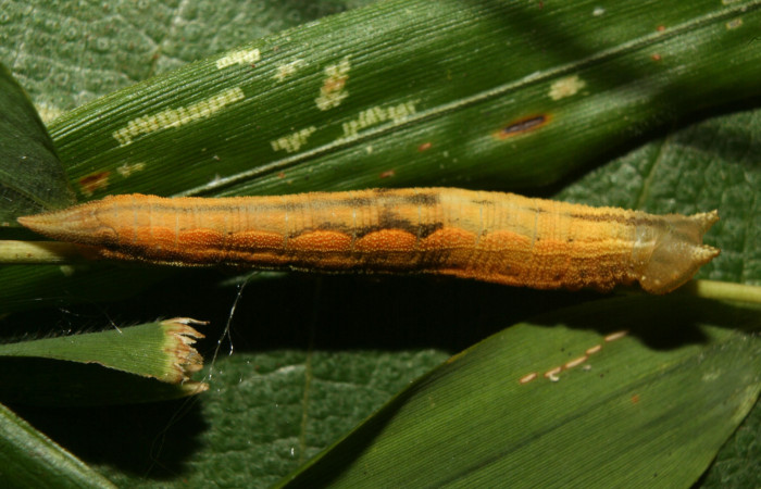 Figura 9. Larva <i>Taygetis salvini</i>, Nymphalidae, último estadio posición lateral dorssal, planta hospedera <i>Rhipidocladum racemiflorum</i> (Poaceae). Mide 37 mm aproximadamente. Voucher: 12-SRNP-71988-DHJ495739.jpg.