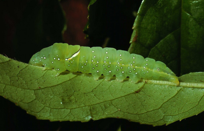 Fig. 7. Larva de <i>Prepana</i> pulcheriaDHJ02 (Notodontidae), alimentándose de <i>Symplocos austin-smith</i> (Symplocaceae). Larva con ausencia de colores intensos y pérdida de patrones por estar próxima a realizar su prepupa. Voucher: 02-SRPN-9453-DHJ66777.