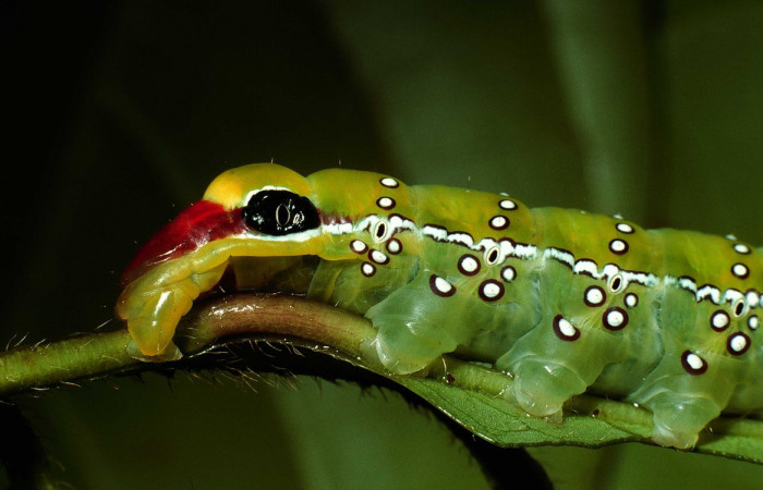 Fig. 4. Larva de <i>Prepara</i> pulcheriaDHJ01 (Notodontidae), ojo falso parte posterior lateral .Voucher: 02-SRPN-9527-DHJ66872.