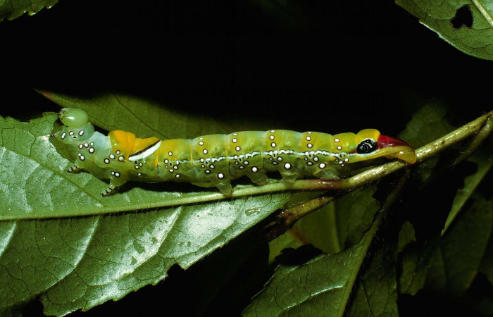 Fig. 3. Larva de<i> Prepana</i> pulcheriaDHJ01 (Notodontidae), alimentándose de <i>Symplocos nanaflora</i> (Symplocaceae). Voucher: 02-SRPN-9527-DHJ66879.