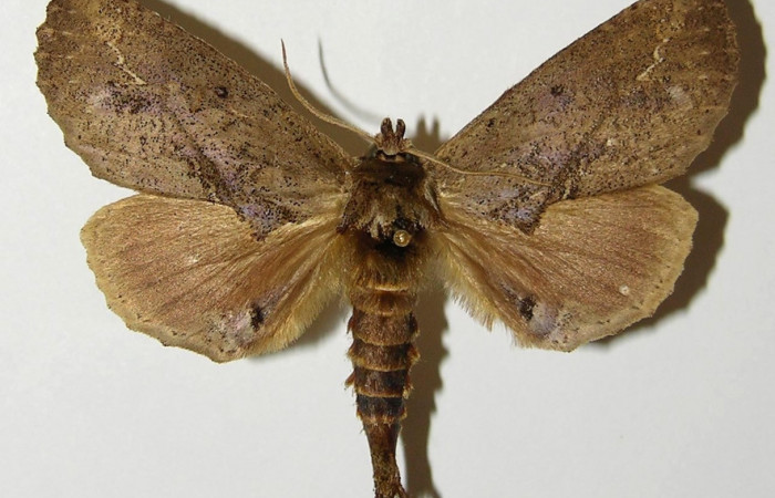 Fig. 15. Macho de <i>Prepana</i> pulcheriaDHJ02 (Notodontidae), adulto no presenta dimorfismo sexual con las hembras de su especie, también estas características están presente en <i>Prepana</i> pulcheriaDHJ01. Voucher: 02-SRPN-9528-DHJ301464.