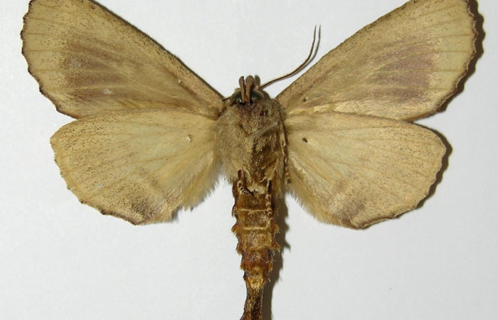 Fig. 16. Vista ventral de macho de <i>Prepana</i> pulcheriaDHJ02 (Notodontidae), coloración presente en machos de <i>Prepana</i> pulcheriaDHJ01. Voucher: 02-SRPN-9528-DHJ301465.