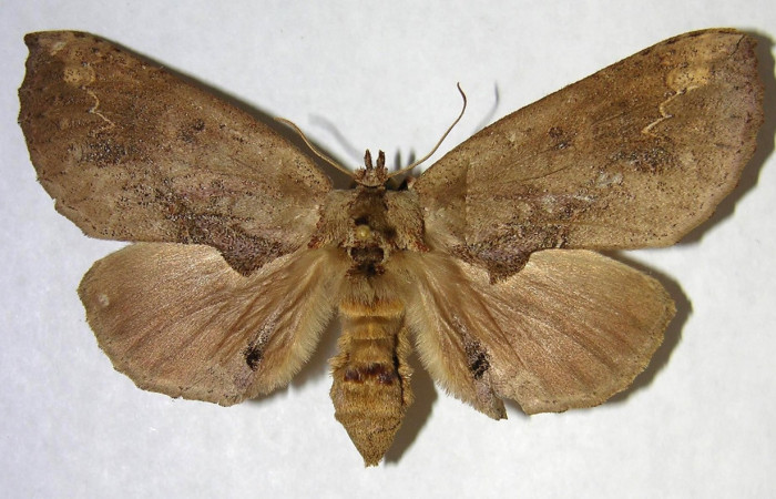 Fig. 17. Hembra de <i>Prepana</i> pulcheriaDHJ02 (Notodontidae), hembra con morfologia idéntica a <i>Prepana</i> pulcheriaDHJ01. Voucher: 03-SRPN-22070-DHJ362094.