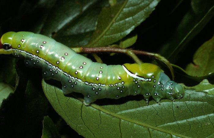 Fig. 6. Larva de <i>Prepana</i> pulcheriaDHJ02 (Notodontidae), alimentándose de <i>Symplocos naniflora</i> (Symplocaceae). Voucher: 03-SRPN-3896-DHJ72749.