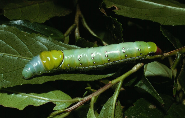 Fig. 5. Larva de <i>Prepana</i> pulcheriaDHJ02 (Notodontidae), alimentándose de <i>Symplocos naniflora</i> (Symplocaceae). Voucher: 03-SRPN-3896-DHJ72754.