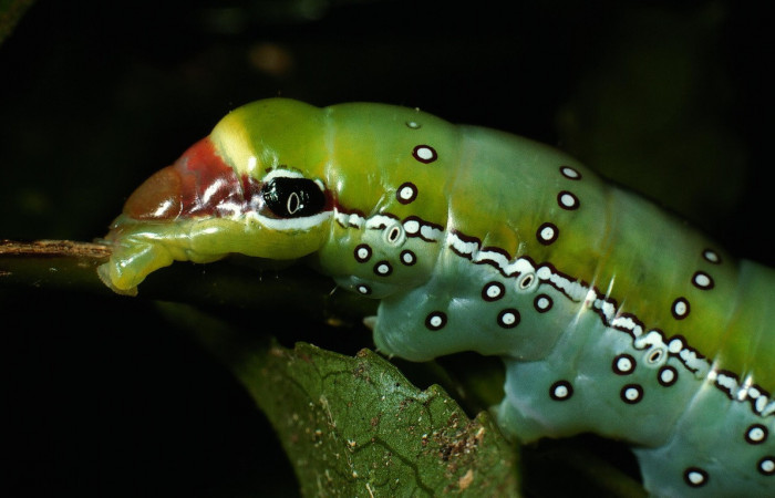 Fig. 9. Detalle lateral posterior de <i>Prepana</i> pulcheriaDHJ02 (Notodontidae), mancha negra con un círculo blanco muy parecido a un ojo. Voucher: 03-SRPN-3896-DHJ72756.