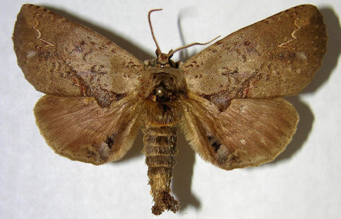 Fig. 11. Macho de <i>Prepana</i> pulcheriaDHJ01 (Notodontidae), con coloración de sus escamas dorsales típico de polillas nocturnas. Voucher: 03-SRPN-4591-DHJ362090.