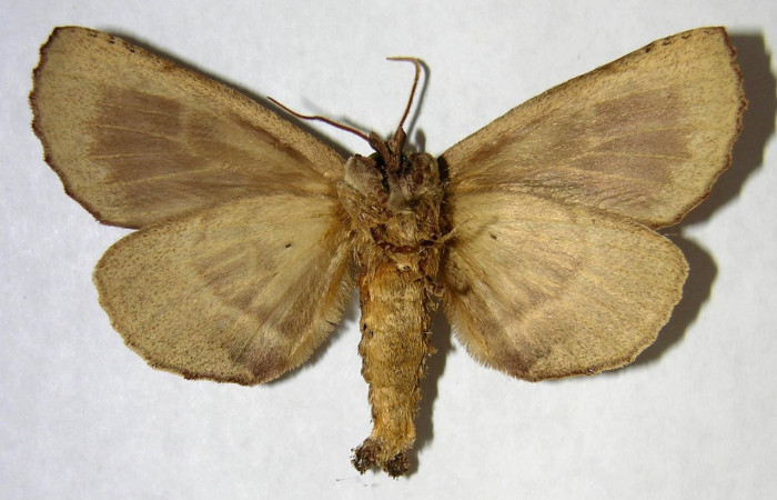 Fig. 12. Macho de <i>Prepana</i> pulcheriaDHJ01 (Notodontidae), color ventral café muy similar a hembras y machos de ambas especies. Voucher: 03-SRPN-4591-DHJ362091.