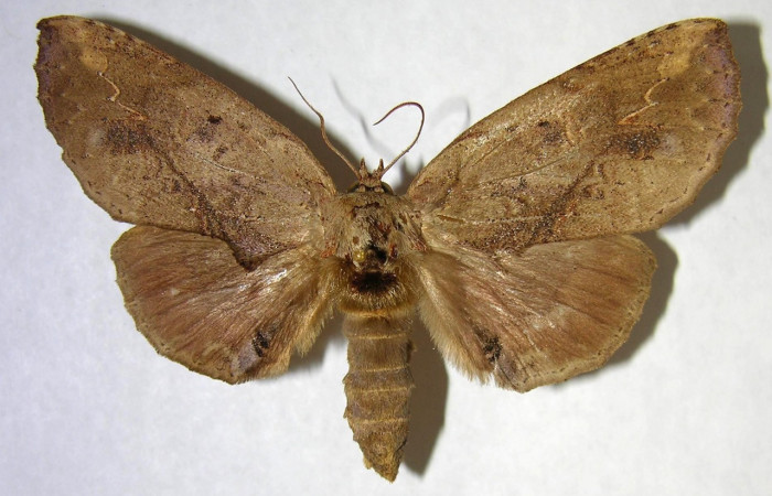 Fig. 13. Hembra de <i>Prepana</i> pulcheriaDHJ01 (Notodontidae), abdomen ensanchado ya que portan sus huevos.Voucher: 03-SRPN-4594-DHJ362106.