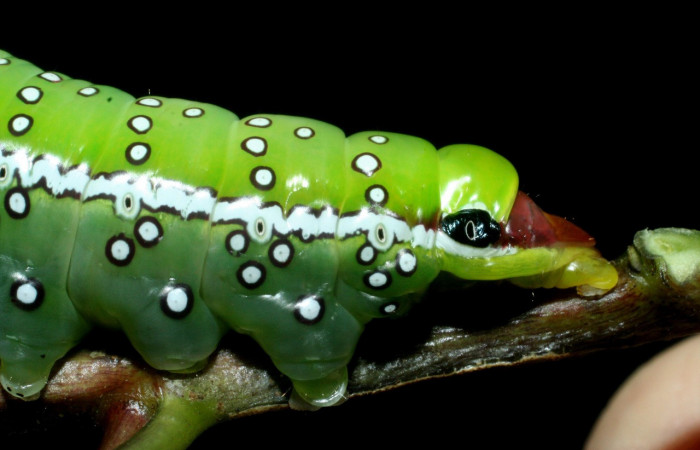 Fig. 10. Detalle ojo falso de <i>Prepana</i> pulcheriaDHJ02 (Notodontidae), puntos circulares negros con el centro blancos, mancha negra con un pequeño círculo blanco muy parecido a un ojo. Voucher: 09-SRPN-35875-DHJ455722.