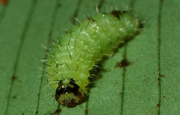 Figura 8. Detalle de cabeza, <i>Rivula</i> Poole01 (Erebidae). (01-SRNP-2578.01-DHJ62770).