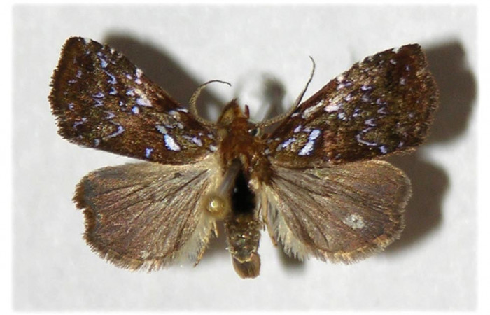 Figura 27. Adulto <i>Rivula</i> Poole01 (Erebidae). (02-SRNP-9625-DHJ321356).