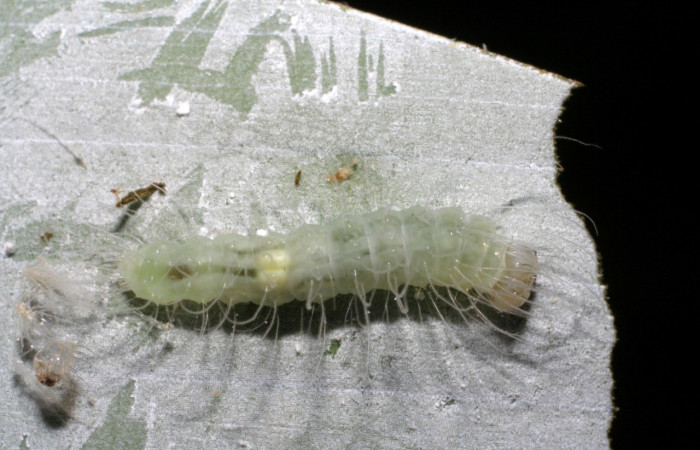 Figura 11. Detalle dorsal, <i>Rivula</i> Poole03 (Erebidae). (06-SRNP-30240-DHJ409781).