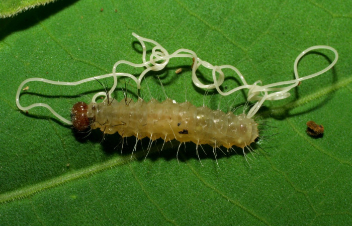 Figura 22. Detalle de parásito <i>Romanomermis</i> Janzen1913, <i>Rivula</i> Poole08 (Erebidae). (06-SRNP-32634-DHJ415809)