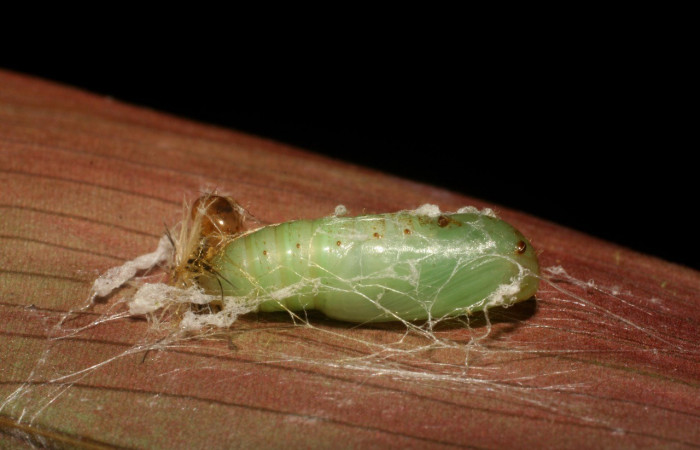 Figura 19. Detalle de pupa, <i>Rivula</i> Poole06 (Erebidae). (06-SRNP-43888-DHJ417401).