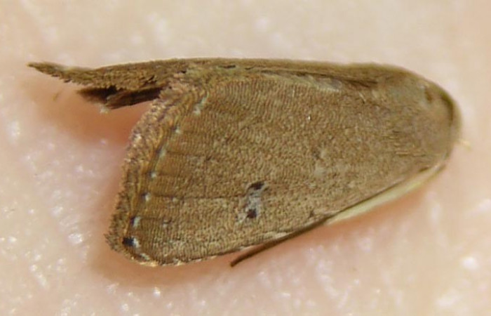 Figura 23. Adulto <i>Rivula pusilla</i> (Erebidae). (06-SRNP-47531-DHJ511033).