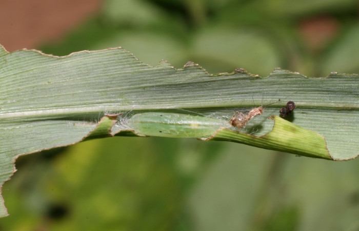 Figura 14. Detalle de pupa, <i>Rivula pusilla</i> (Erebidae). (06-SRNP-47534-DHJ469208)
