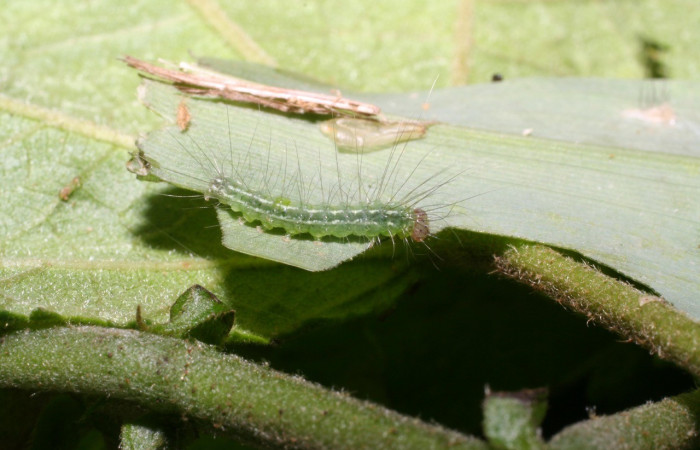 Figura 2. Detalle de alimentación, <i>Rivula pusilla</i> (Erebidae). (06-SRNP-47578-DHJ417607).