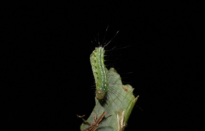 Figura 3. Detalle de alimentación, <i>Rivula pusilla</i> (Erebidae). (06-SRNP-47578-DHJ417611).