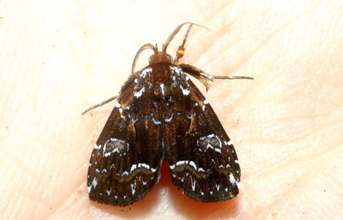 Figura 31. Adulto <i>Rivula</i> Janzen16 (Erebidae). (08-SRNP-37287-DHJ453399).