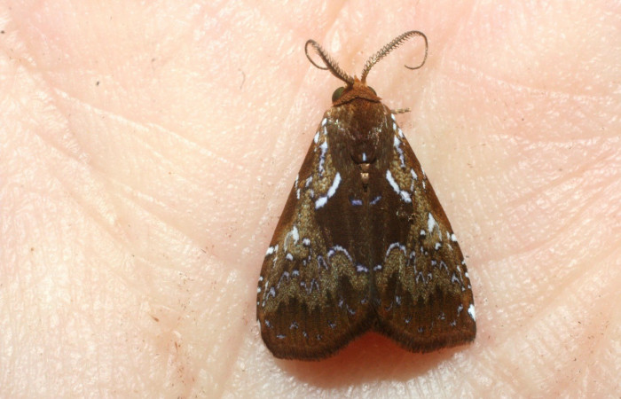 Figura 32. Adulto <i>Rivula</i> Poole10 (Erebidae). (08-SRNP-37374-DHJ453403).