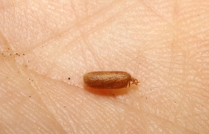 Figura 21. Detalle de parásito <i>Hyposoter</i> Janzen21, <i>Rivula pusilla</i> (Erebidae). (09-SRNP-22746-DHJ495896).