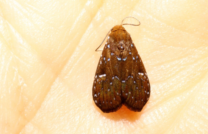 Figura 33. Adulto <i>Rivula</i> Poole02DHJ06 (Erebidae). (10-SRNP-40388-DHJ472636).